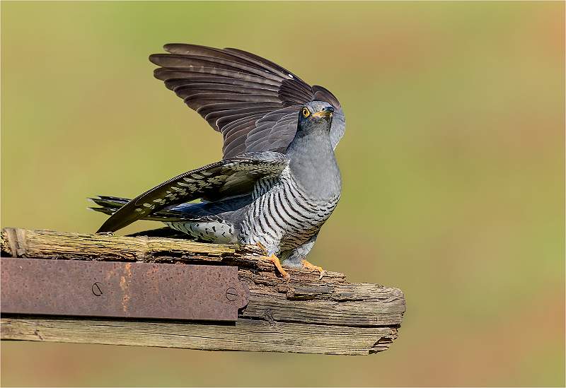 Cuckoo_Roger Hance.jpg